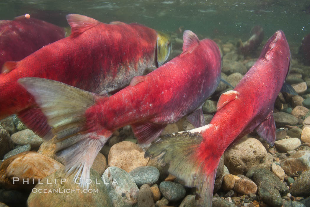 Sockeye salmon, migrating upstream in the Adams River to return to the spot where they were hatched four years earlier, where they will spawn, lay eggs and die. Roderick Haig-Brown Provincial Park, British Columbia, Canada, Oncorhynchus nerka, natural history stock photograph, photo id 26184