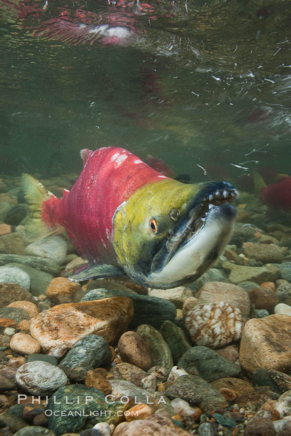 Sockeye salmon, migrating upstream in the Adams River to return to the spot where they were hatched four years earlier, where they will spawn, lay eggs and die. Roderick Haig-Brown Provincial Park, British Columbia, Canada, Oncorhynchus nerka, natural history stock photograph, photo id 26392