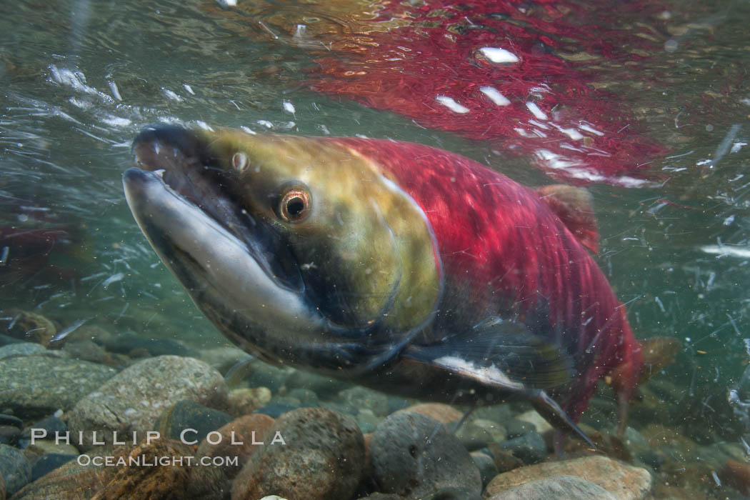Sockeye salmon, migrating upstream in the Adams River to return to the spot where they were hatched four years earlier, where they will spawn, lay eggs and die. Roderick Haig-Brown Provincial Park, British Columbia, Canada, Oncorhynchus nerka, natural history stock photograph, photo id 26393