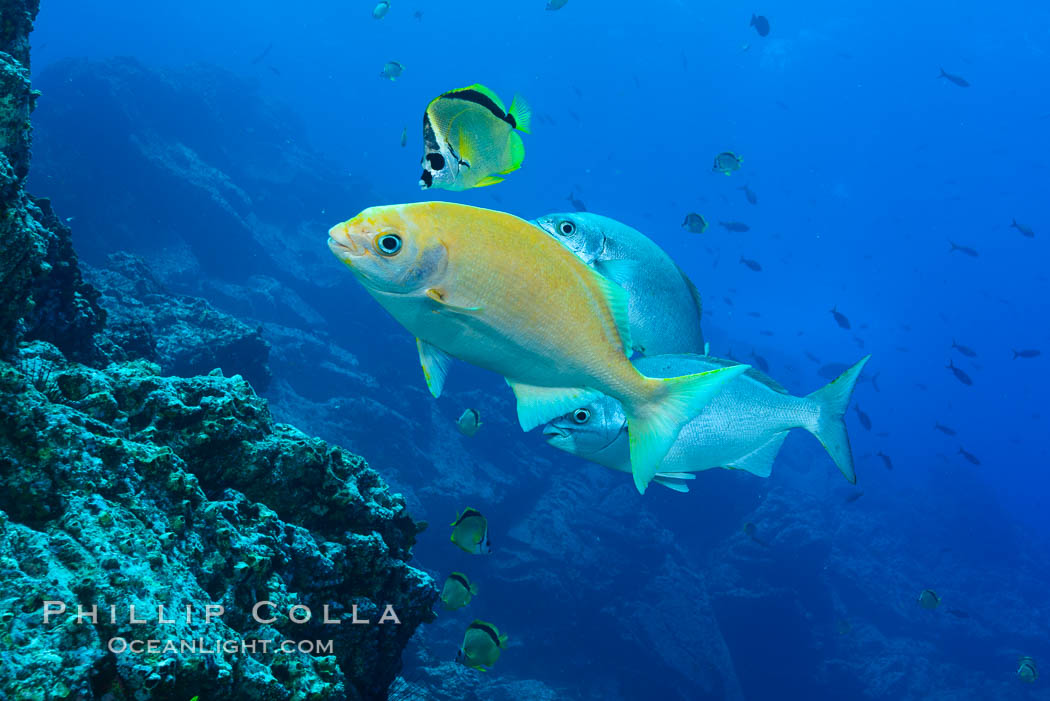 Socorro Island Underwater, Mexico. Socorro Island (Islas Revillagigedos), Baja California, natural history stock photograph, photo id 33350