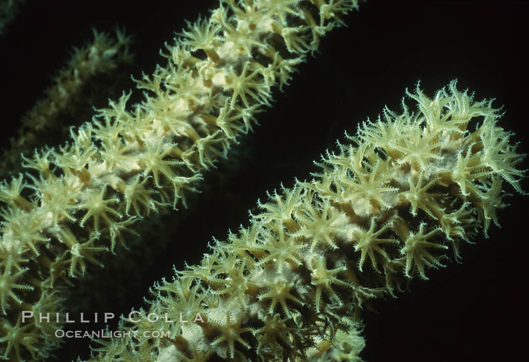 Soft coral polyps. Roatan, Honduras, natural history stock photograph, photo id 05317