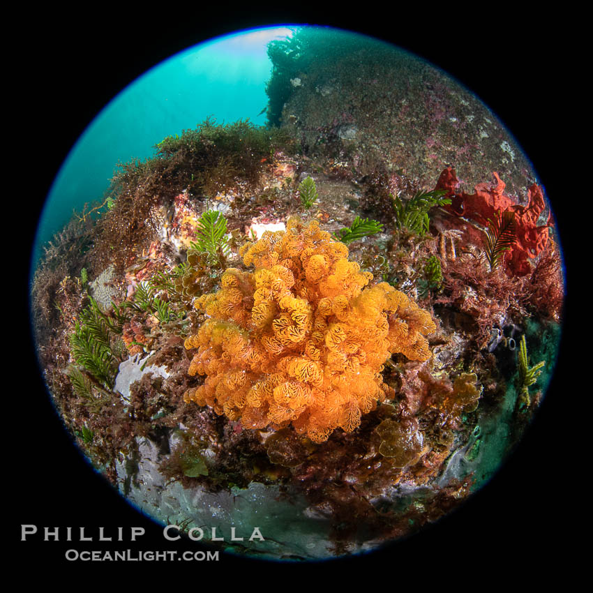 Soft Coral on Rocky Reef, Kangaroo Island, South Australia., natural history stock photograph, photo id 39298