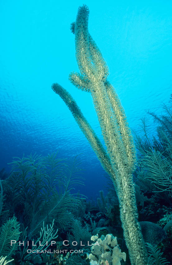 Soft coral / sea fan. Roatan, Honduras, natural history stock photograph, photo id 05566