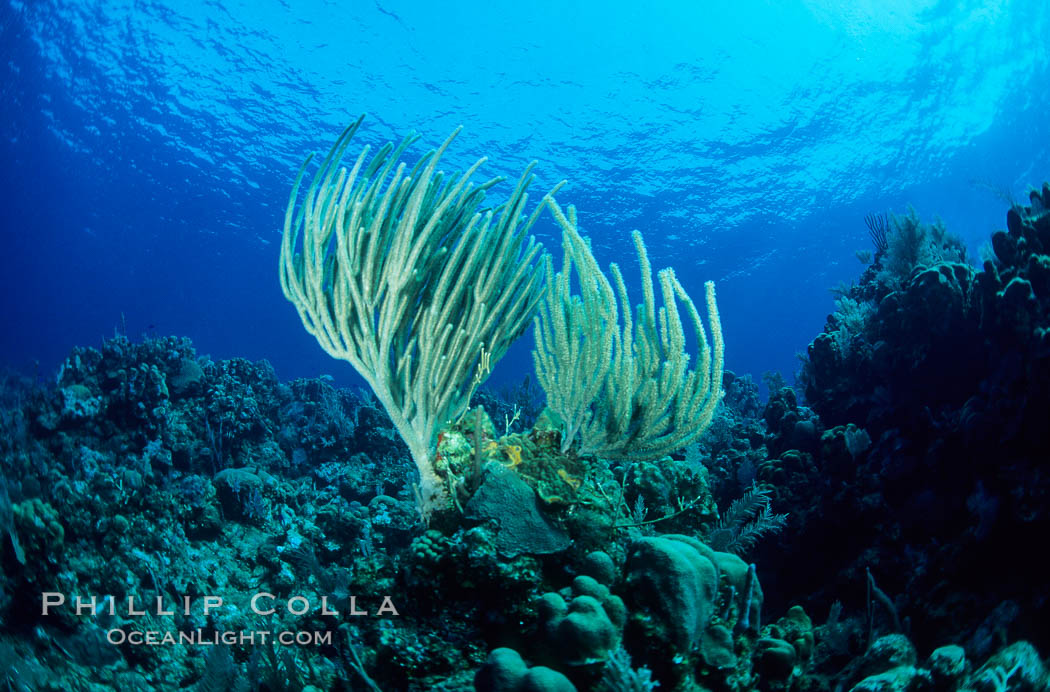 Soft coral / sea fan. Roatan, Honduras, natural history stock photograph, photo id 05564