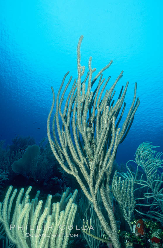 Soft coral / sea fan. Roatan, Honduras, natural history stock photograph, photo id 05565