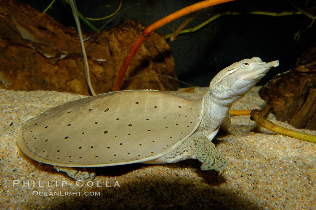 Softshell turtle., Apalone spinifera, natural history stock photograph, photo id 09806