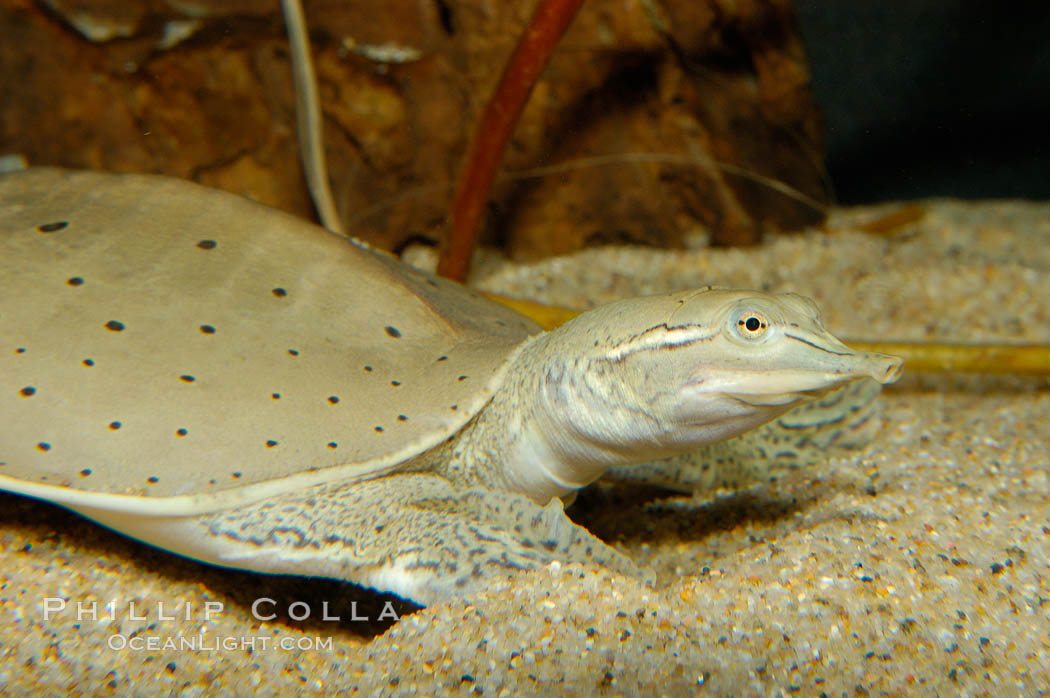 Softshell turtle., Apalone spinifera, natural history stock photograph, photo id 09808