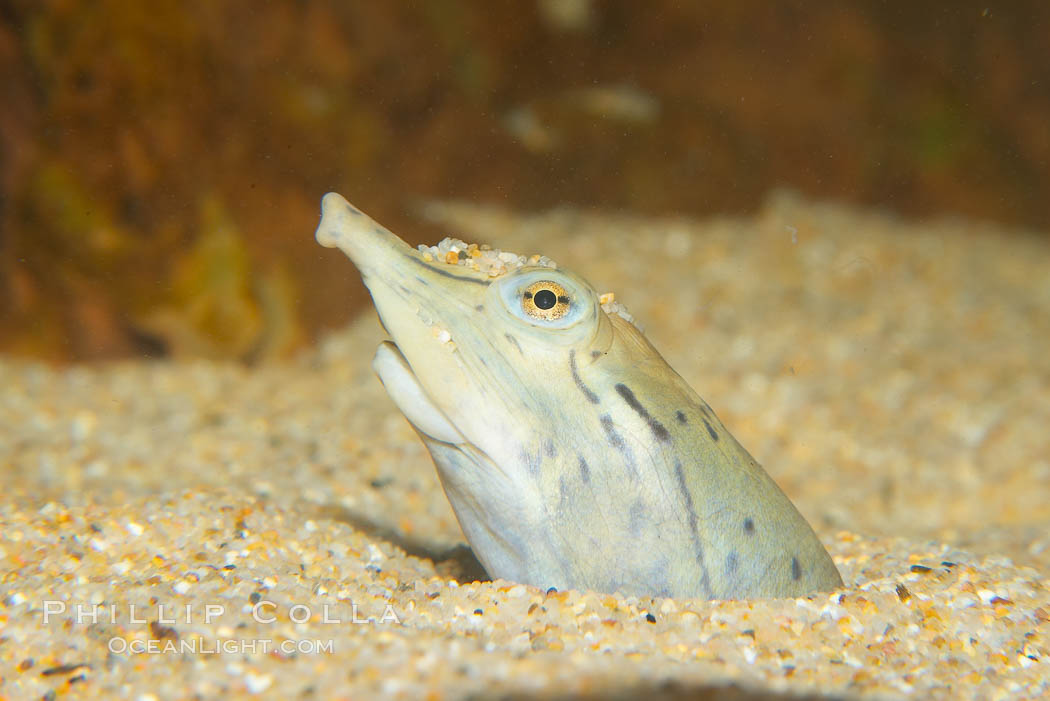 Softshell turtle.  Buried in sand, just the head of this softshell turtle is visible., Apalone spinifera, natural history stock photograph, photo id 13971