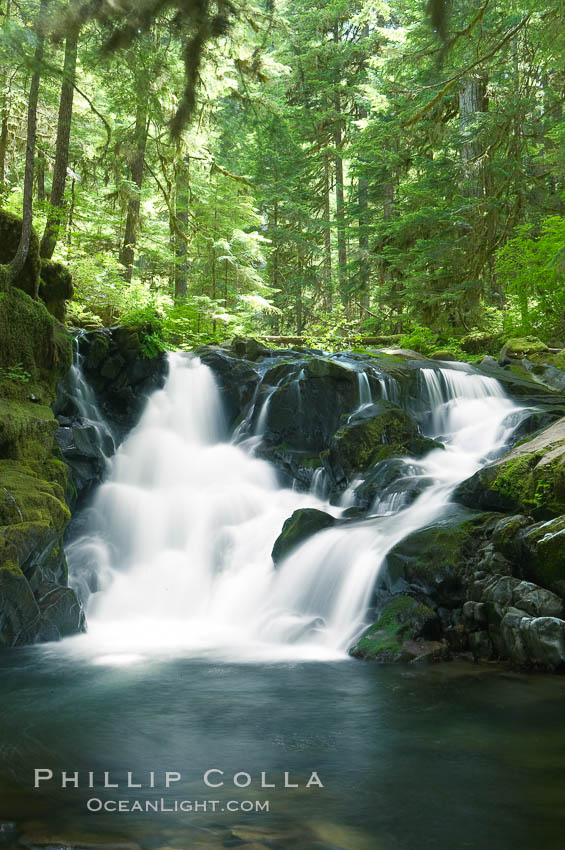 A small waterfall tumbles through old growth forest of douglas firs and hemlocks.  Sol Duc Springs. Olympic National Park, Washington, USA, natural history stock photograph, photo id 13760