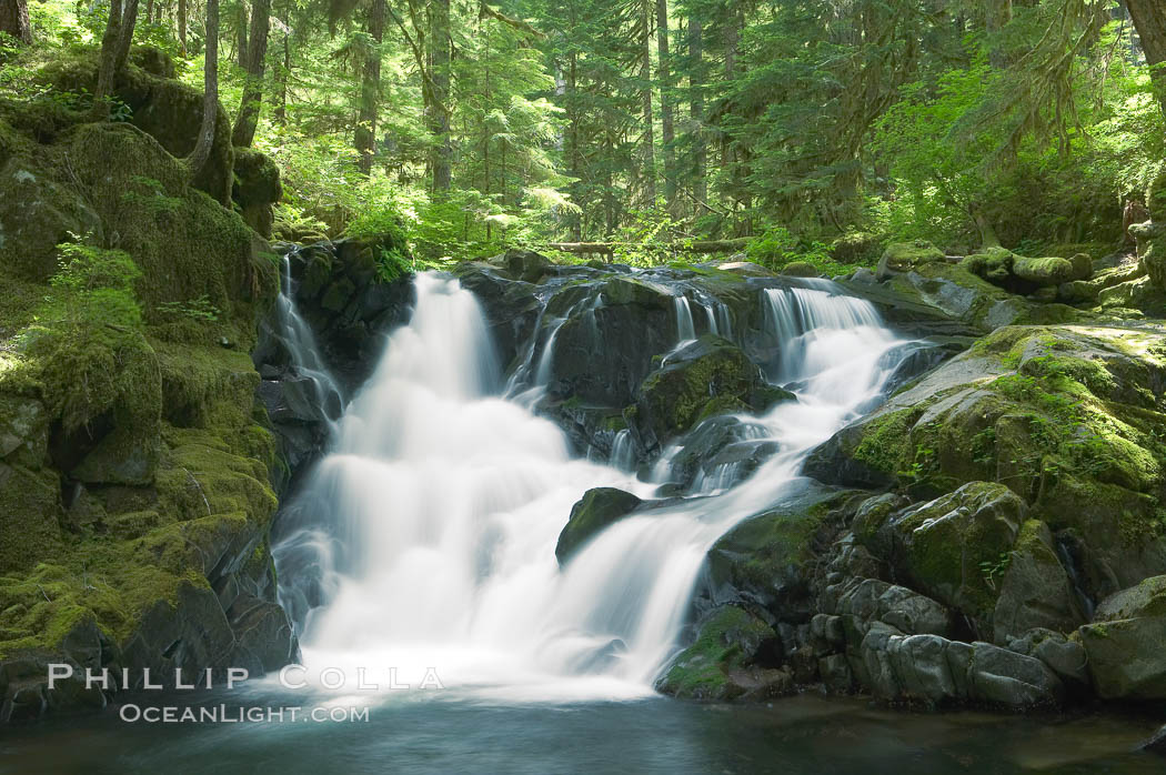 A small waterfall tumbles through old growth forest of douglas firs and hemlocks.  Sol Duc Springs. Olympic National Park, Washington, USA, natural history stock photograph, photo id 13759