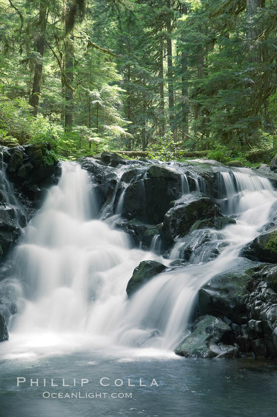 A small waterfall tumbles through old growth forest of douglas firs and hemlocks.  Sol Duc Springs. Olympic National Park, Washington, USA, natural history stock photograph, photo id 13761