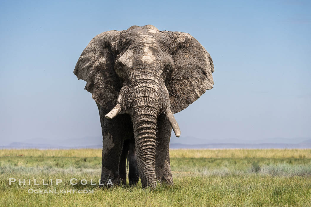 Solitary Adult African Elephant, grazing in field of grass, Amboseli National Park., Loxodonta africana, natural history stock photograph, photo id 39561