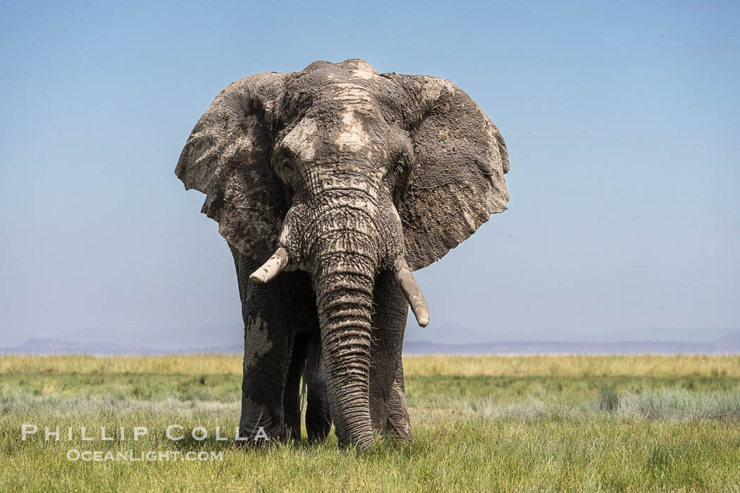 Solitary Adult African Elephant, grazing in field of grass, Amboseli National Park. Kenya, Loxodonta africana, natural history stock photograph, photo id 39561
