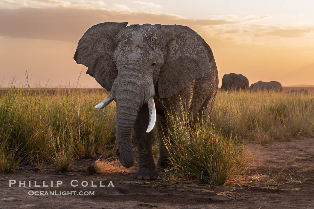 Solitary African Elephant at Sunset, Amboseli National Park. Kenya, Loxodonta africana, natural history stock photograph, photo id 39566