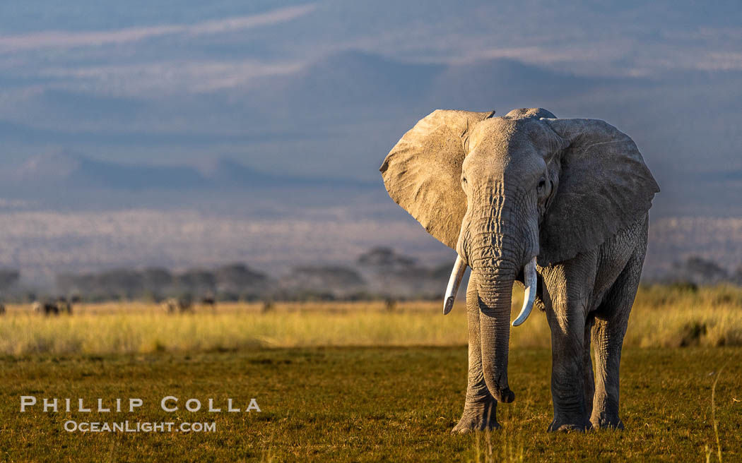Solitary African Elephant at Sunset, Amboseli National Park. Kenya, Loxodonta africana, natural history stock photograph, photo id 39570