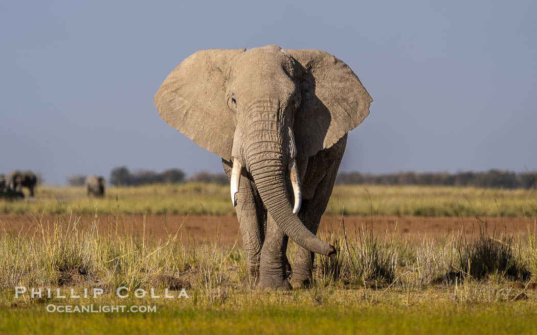 Solitary African Elephant at Sunset, Amboseli National Park. Kenya, Loxodonta africana, natural history stock photograph, photo id 39582