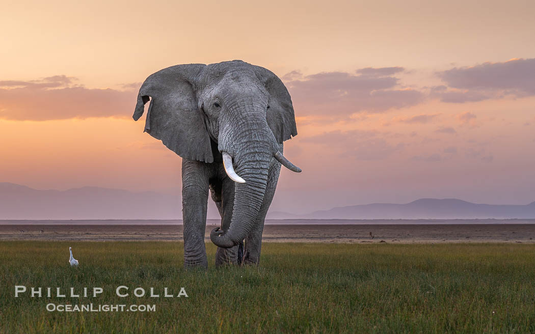 Solitary African Elephant at Sunset, Amboseli National Park. Kenya, Loxodonta africana, natural history stock photograph, photo id 39598