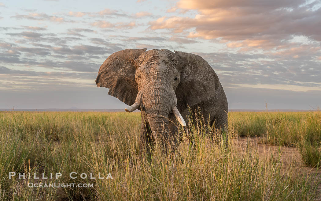 Solitary African Elephant at Sunset, Amboseli National Park. Kenya, Loxodonta africana, natural history stock photograph, photo id 39567