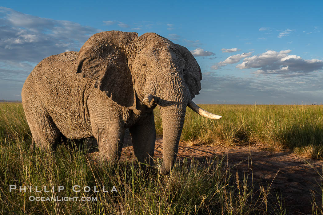 Solitary African Elephant at Sunset, Amboseli National Park. Kenya, Loxodonta africana, natural history stock photograph, photo id 39565