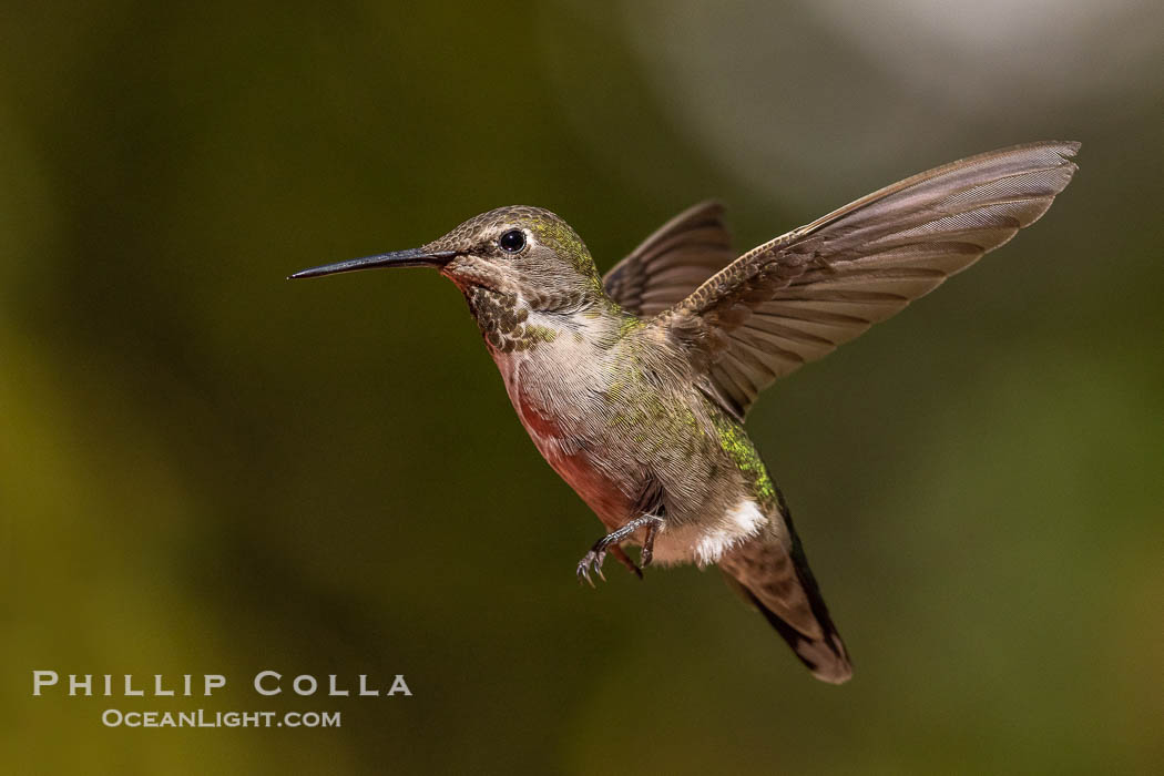 Some Kind of Hummingbird., natural history stock photograph, photo id 36831