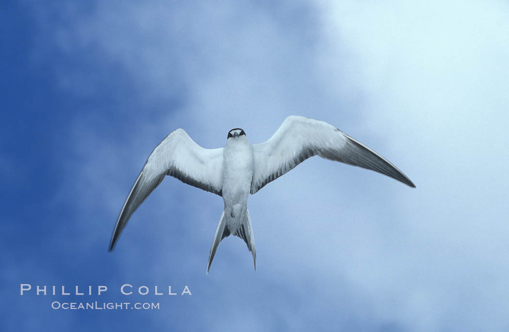 Sooty tern. Rose Atoll National Wildlife Sanctuary, American Samoa, USA, Sterna fuscata, natural history stock photograph, photo id 00926