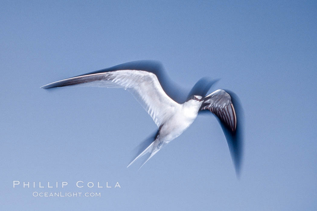 Sooty Tern, Rose Atoll National Wildlife Refuge, Sterna fuscata. Rose Atoll National Wildlife Sanctuary, American Samoa, USA, natural history stock photograph, photo id 00930