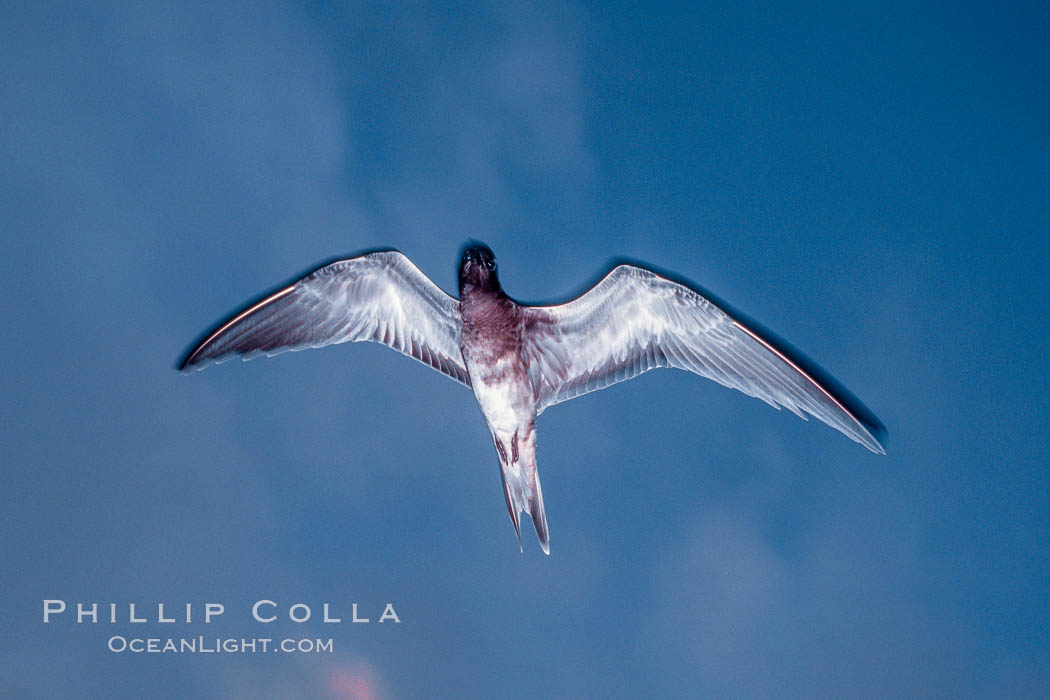 Sooty Tern, Rose Atoll National Wildlife Refuge, Sterna fuscata. Rose Atoll National Wildlife Sanctuary, American Samoa, USA, natural history stock photograph, photo id 00927