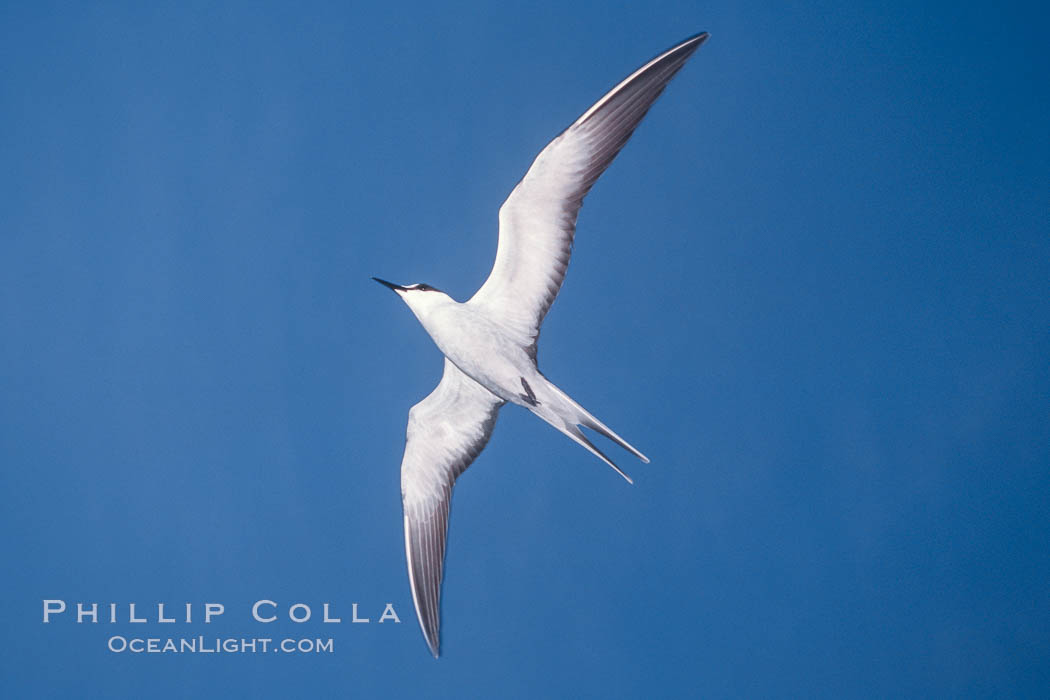 Sooty Tern, Rose Atoll National Wildlife Refuge, Sterna fuscata. Rose Atoll National Wildlife Sanctuary, American Samoa, USA, natural history stock photograph, photo id 00925