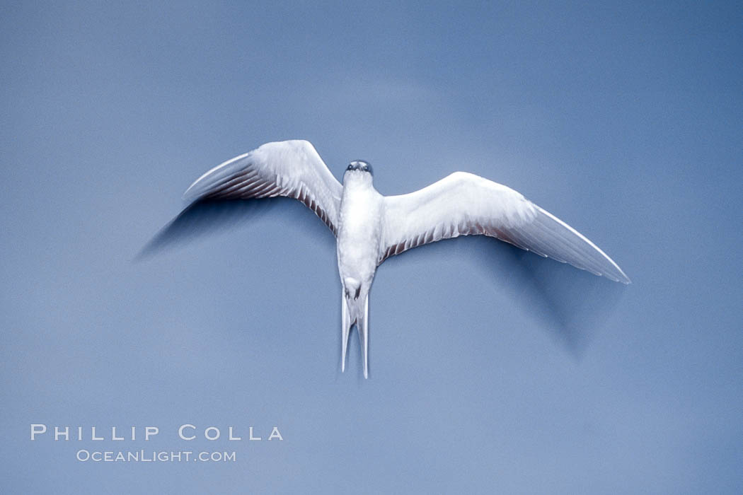 Sooty Tern, Rose Atoll National Wildlife Refuge, Sterna fuscata. Rose Atoll National Wildlife Sanctuary, American Samoa, USA, natural history stock photograph, photo id 00929