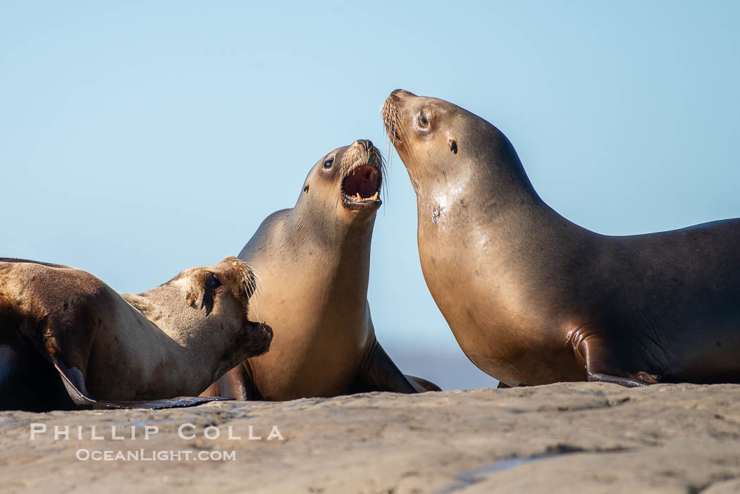 South American sea lions hauled out on rocks to rest and warm in the sun, Otaria flavescens, Patagonia, Argentina. Puerto Piramides, Chubut, Otaria flavescens, natural history stock photograph, photo id 38362