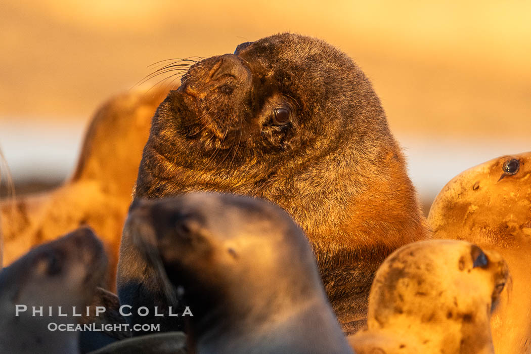 South American Sea Lion, Otaria flavescens, Golfo Nuevo, Peninsula Valdes, Chubut, Argentina. By permission of the Government of Argentina, Chubut, permit # 51 / 2025-SsCyA. Puerto Piramides, Otaria flavescens, natural history stock photograph, photo id 41194