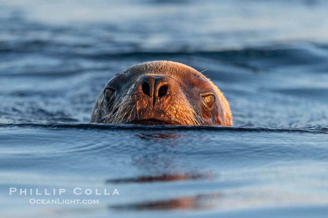 South American Sea Lion, Otaria flavescens, Golfo Nuevo, Peninsula Valdes, Chubut, Argentina. By permission of the Government of Argentina, Chubut, permit # 51 / 2025-SsCyA., Otaria flavescens, natural history stock photograph, photo id 41282