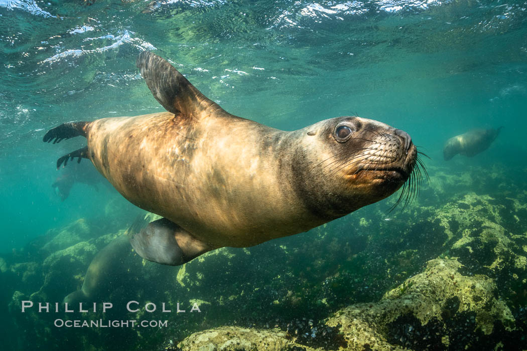 South American sea lion underwater, Otaria flavescens, Patagonia, Argentina. Puerto Madryn, Chubut, Otaria flavescens, natural history stock photograph, photo id 35930