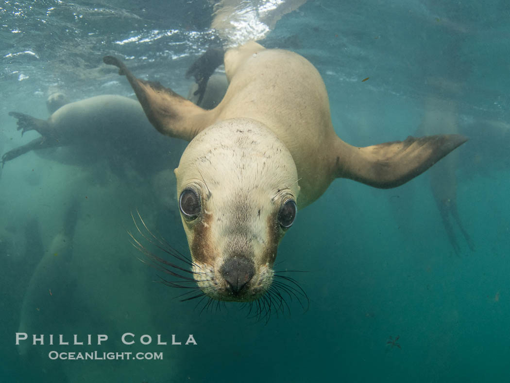 South American sea lion underwater, Otaria flavescens, Patagonia, Argentina. By permission of the Government of Argentina, Chubut, permit # 51 / 2025-SsCyA. Puerto Piramides, Otaria flavescens, natural history stock photograph, photo id 41229