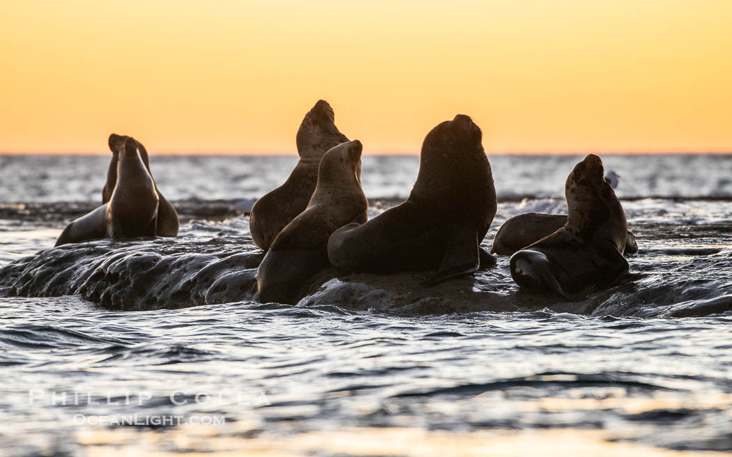 South American sea lion, Otaria flavescens, Patagonia, Argentina. Puerto Piramides, Chubut, Otaria flavescens, natural history stock photograph, photo id 38344