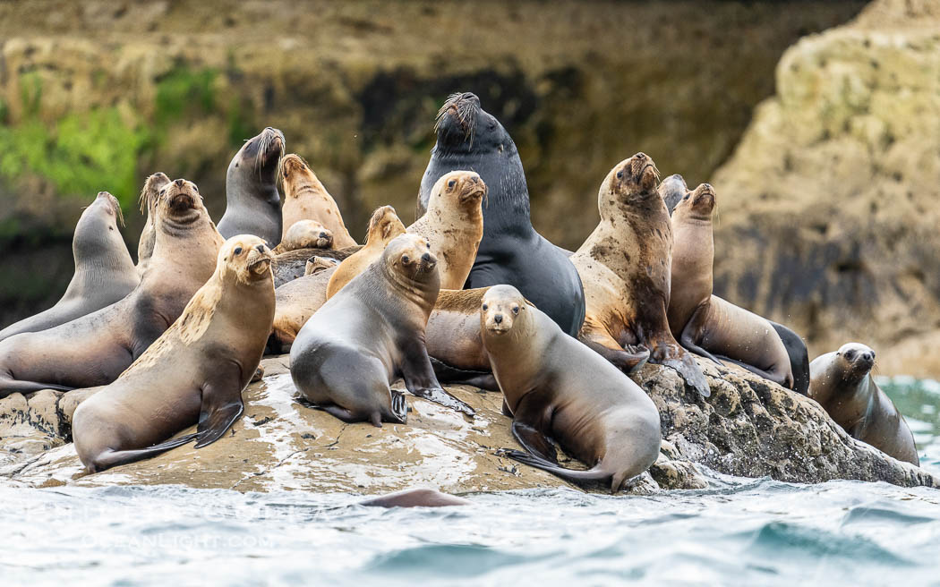 South American Sea Lion, Otaria flavescens, Golfo Nuevo, Peninsula Valdes, Chubut, Argentina. By permission of the Government of Argentina, Chubut, permit # 51 / 2025-SsCyA. Puerto Piramides, Otaria flavescens, natural history stock photograph, photo id 41208