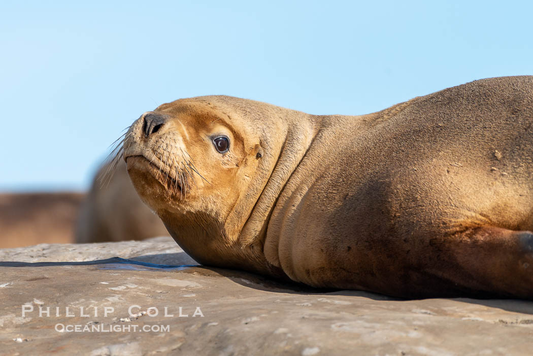 South American sea lion, Otaria flavescens, Patagonia, Argentina. Puerto Piramides, Chubut, Otaria flavescens, natural history stock photograph, photo id 38263