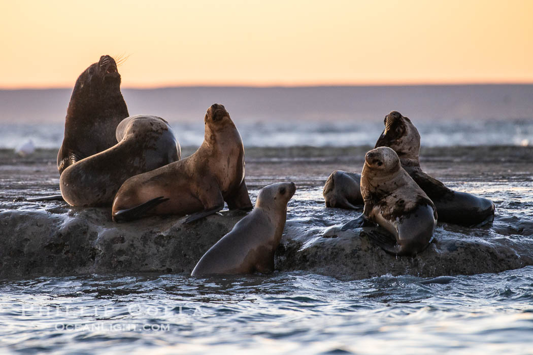 South American sea lion, Otaria flavescens, Patagonia, Argentina. Puerto Piramides, Chubut, Otaria flavescens, natural history stock photograph, photo id 38343