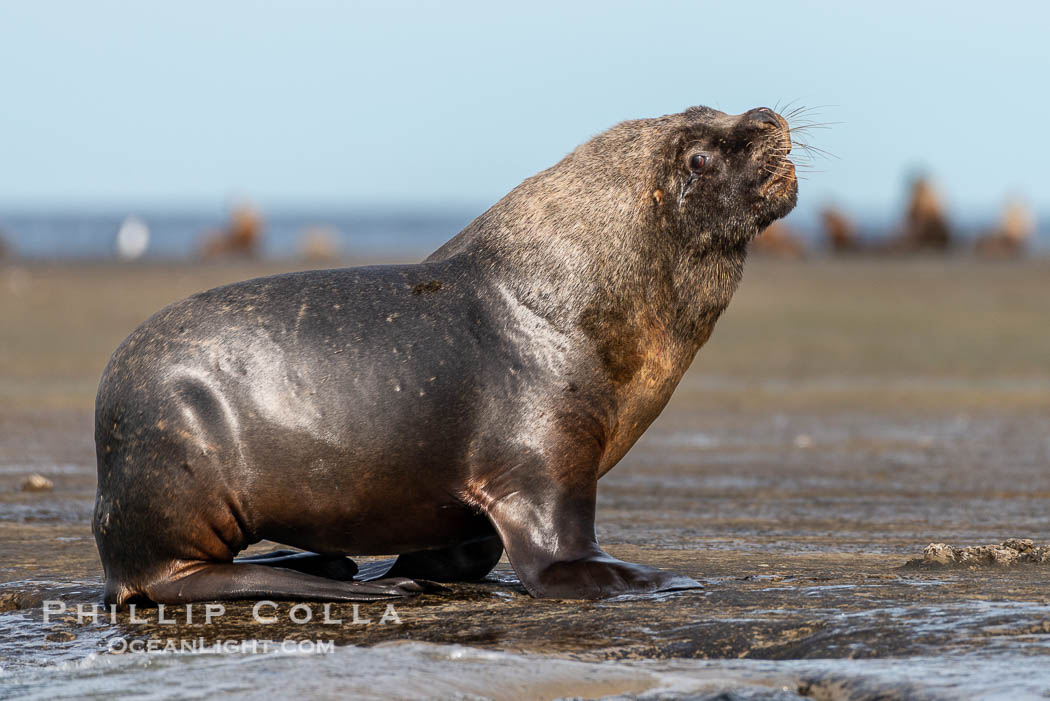 Mature adult male South American sea lion, Otaria flavescens, Patagonia, Argentina, Otaria flavescens, Puerto Piramides, Chubut