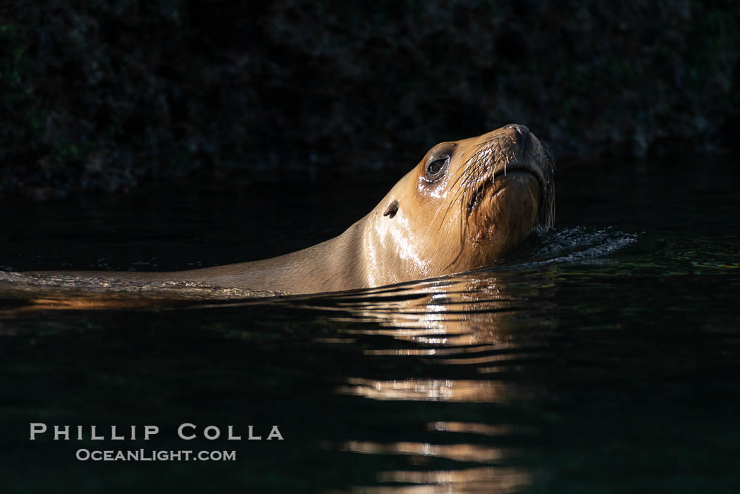 South American sea lion, Otaria flavescens, Patagonia, Argentina. Puerto Piramides, Chubut, Otaria flavescens, natural history stock photograph, photo id 38265