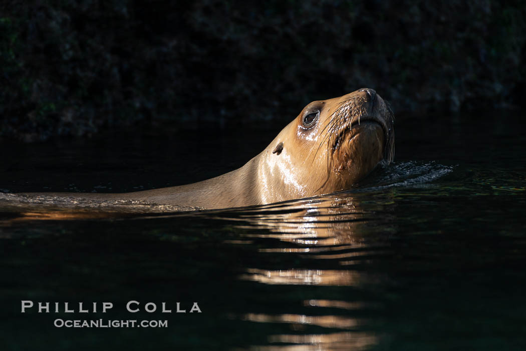 South American sea lion, Otaria flavescens, Patagonia, Argentina, Otaria flavescens, Puerto Piramides, Chubut