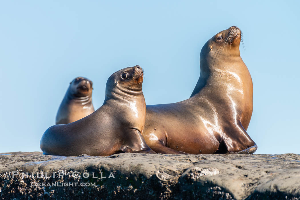 South American sea lions hauled out on rocks to rest and warm in the sun, Otaria flavescens, Patagonia, Argentina, Otaria flavescens, Puerto Piramides, Chubut