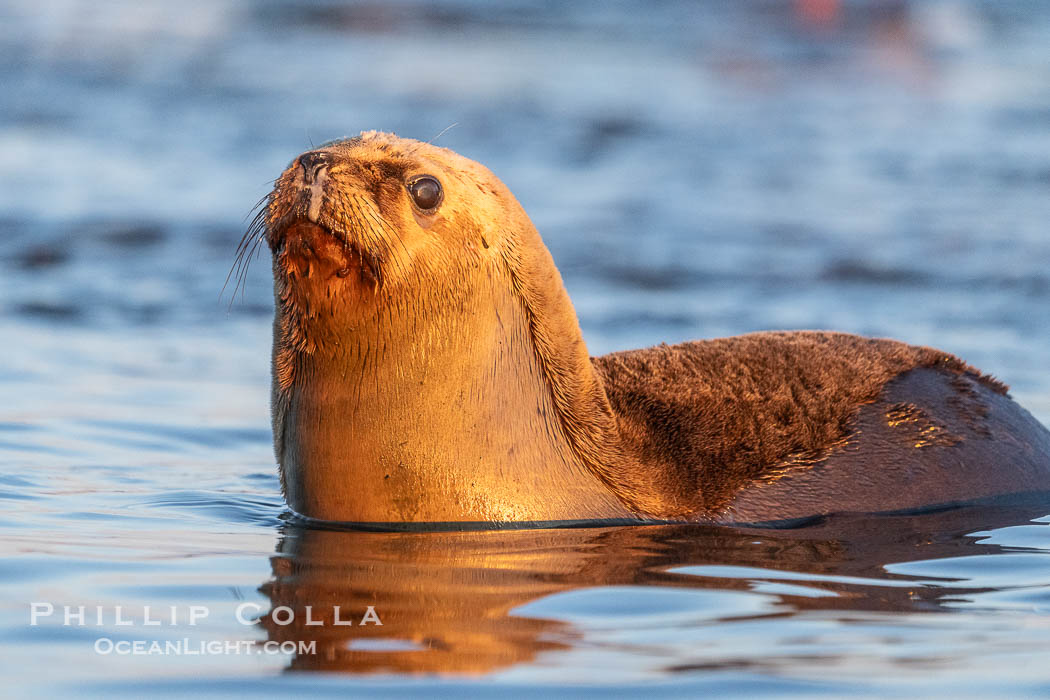 South American Sea Lion, Otaria flavescens, Golfo Nuevo, Peninsula Valdes, Chubut, Argentina. By permission of the Government of Argentina, Chubut, permit # 51 / 2025-SsCyA. Puerto Piramides, Otaria flavescens, natural history stock photograph, photo id 41241