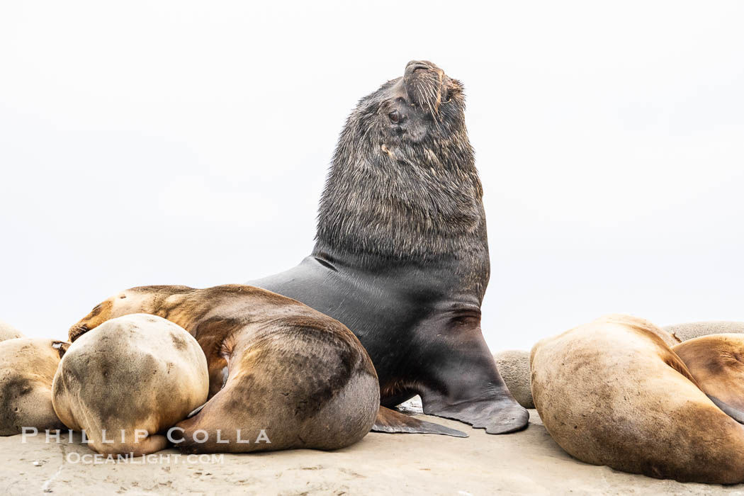 South American Sea Lion, Otaria flavescens, Golfo Nuevo, Peninsula Valdes, Chubut, Argentina. By permission of the Government of Argentina, Chubut, permit # 51 / 2025-SsCyA., Otaria flavescens, natural history stock photograph, photo id 41249