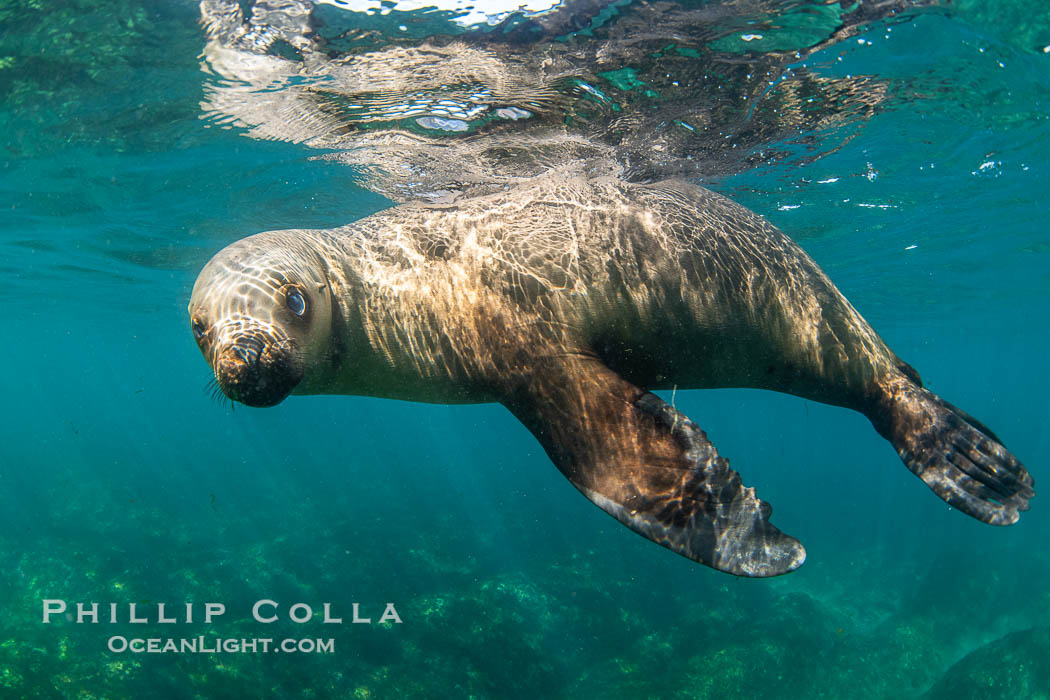 South American sea lion underwater, Otaria flavescens, Patagonia, Argentina, Otaria flavescens, Puerto Piramides, Chubut