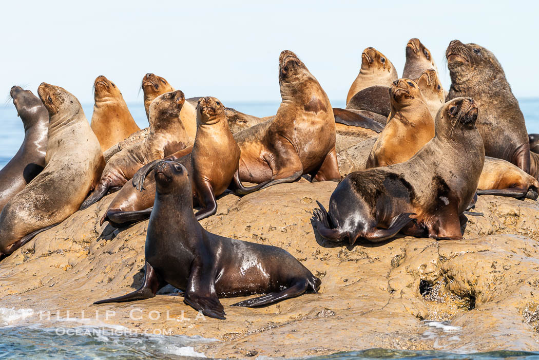 South American sea lions hauled out on rocks to rest and warm in the sun, Otaria flavescens, Patagonia, Argentina. Puerto Piramides, Chubut, Otaria flavescens, natural history stock photograph, photo id 38274
