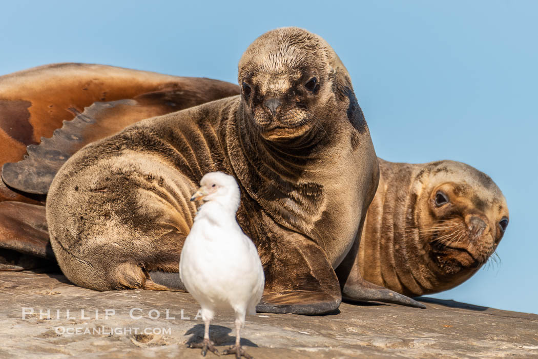 South American sea lions, Otaria flavescens, Patagonia, Argentina. Puerto Piramides, Chubut, Otaria flavescens, natural history stock photograph, photo id 38264