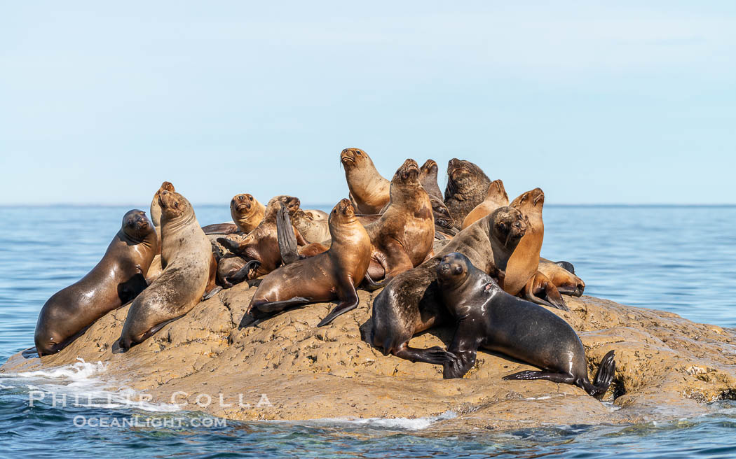 South American sea lions hauled out on rocks to rest and warm in the sun, Otaria flavescens, Patagonia, Argentina. Puerto Piramides, Chubut, Otaria flavescens, natural history stock photograph, photo id 38436