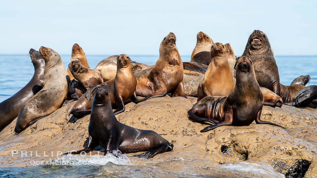 South American sea lions hauled out on rocks to rest and warm in the sun, Otaria flavescens, Patagonia, Argentina, Otaria flavescens, Puerto Piramides, Chubut