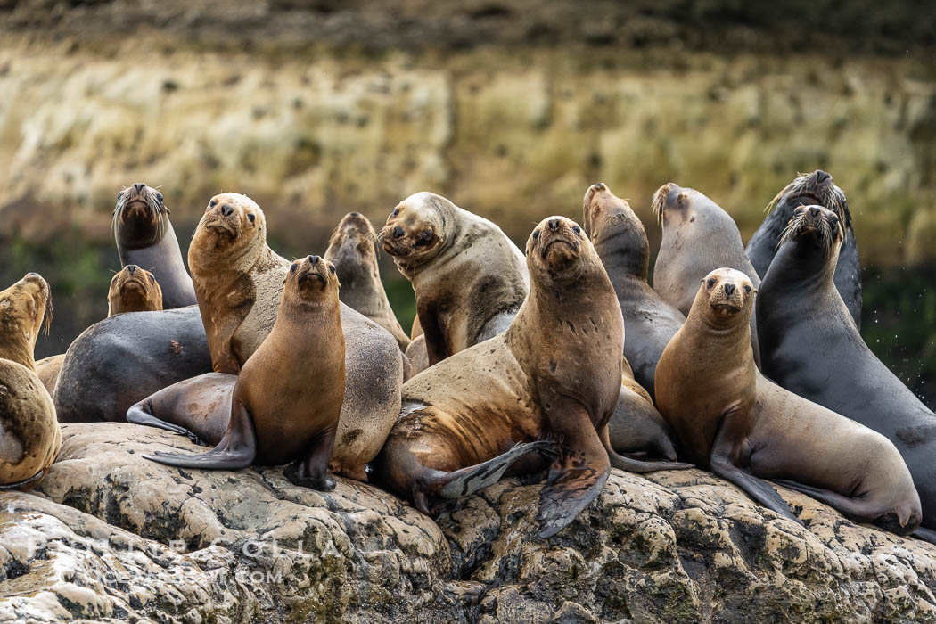 South American Sea Lions, Otaria flavescens, Golfo Nuevo, Peninsula Valdes, Chubut, Argentina. By permission of the Government of Argentina, Chubut, permit # 51 / 2025-SsCyA., Otaria flavescens, natural history stock photograph, photo id 41307